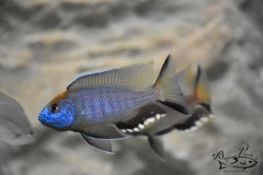 Nyassachromis prostoma Gome (Mâle)