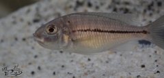 Nyassachromis prostoma Gome (Femelle)