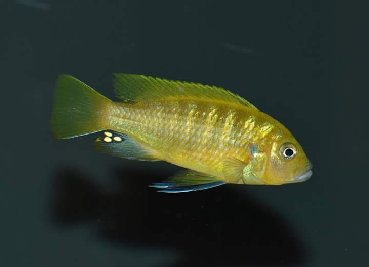 Cynotilapia sp. 