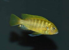 Cynotilapia sp. "lion ntekete" Liwani