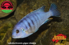 Labidochromis gigas Likoma (Mâle)