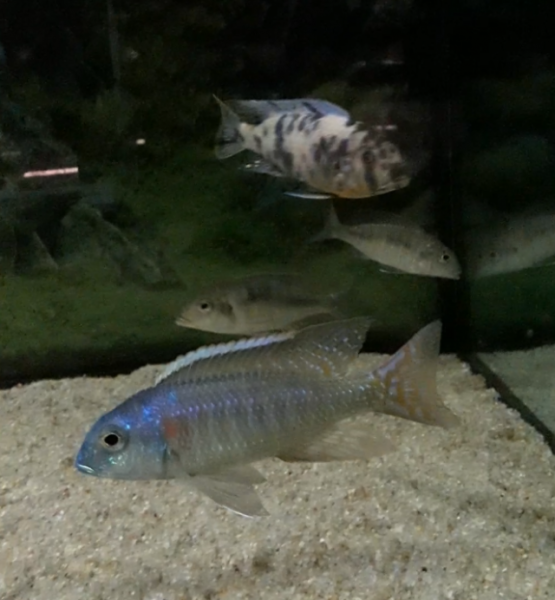 Tramitichromis variabilis Lundo (mâle)