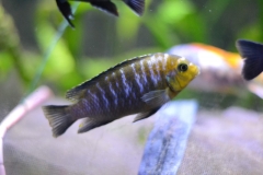 Tropheops sp. 