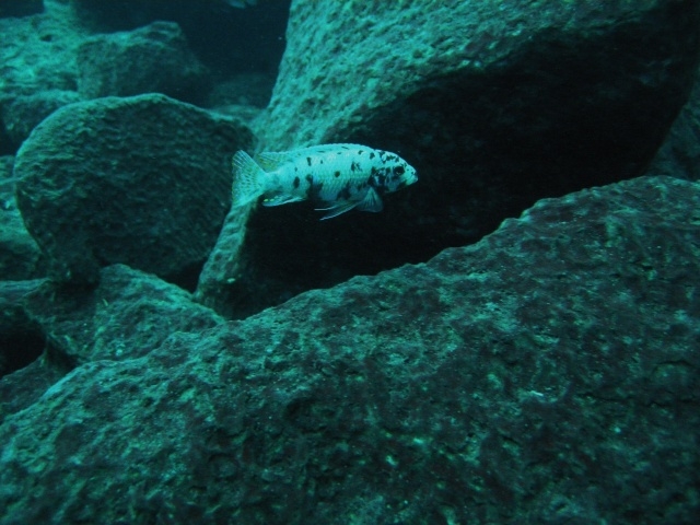 Maylandia zebra Taiwan Reef (Male MC)