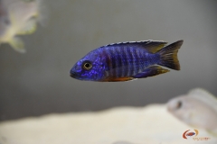 Aulonocara hansbaenschi Cobue (Mâle)