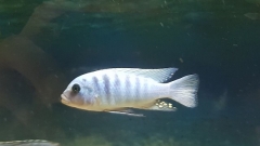 Maylandia sp. 