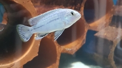 Melanochromis wochepa Lumessi (Mâle)