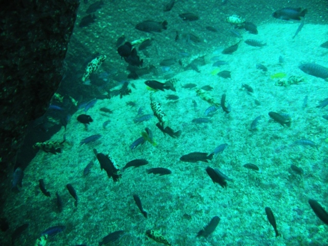 Maylandia zebra Taiwan Reef (Femelle BB et OB)