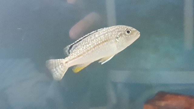 Melanochromis wochepa Lumessi (Femelle)
