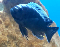 Cynotilapia aurifrons Lion's Cove (Mâle)