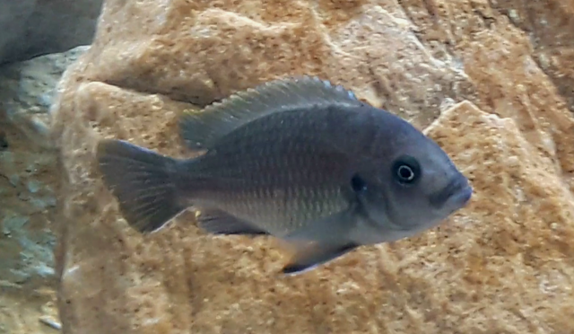 Cynotilapia aurifrons Lion's Cove (Femelle)