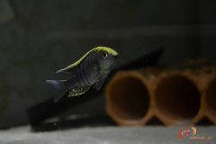A. maylandi Liwewe reef mâle)