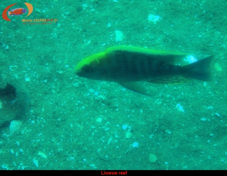 A. maylandi Liwewe reef (mâle)