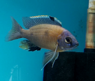 Copadichromis borleyi Mbenji (Mâle)