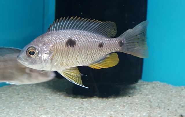 Copadichromis borleyi Mbenji (Femelle)
