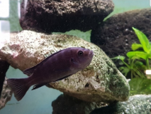 Cynotilapia afra Nametumbwe (femelle)