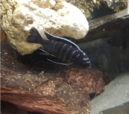 Cynotilapia afra Nametumbwe (Mâle)