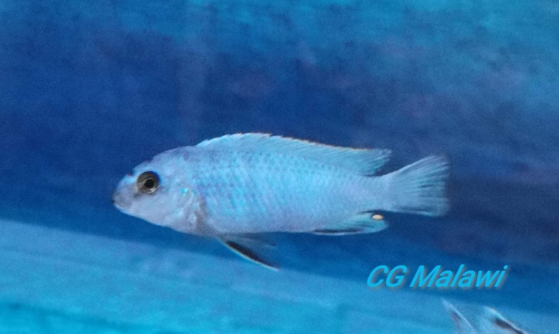 Labidochromis gigas Chiwi Rocks (mâle)