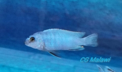 Labidochromis gigas Chiwi Rocks (mâle)