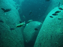 Maylandia zebra Taiwan Reef (Femelle BB et OB)