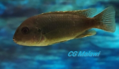 Labidochromis gigas Chiwi Rocks (femelle)