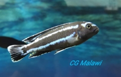 Pseudotropheus johannii Narungu mâle