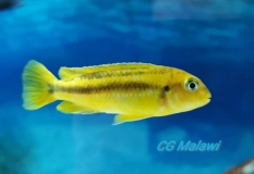 Pseudotropheus johannii Narungu femelle
