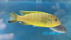 Pseudotropheus sp. 