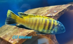 Tropheops sp. 