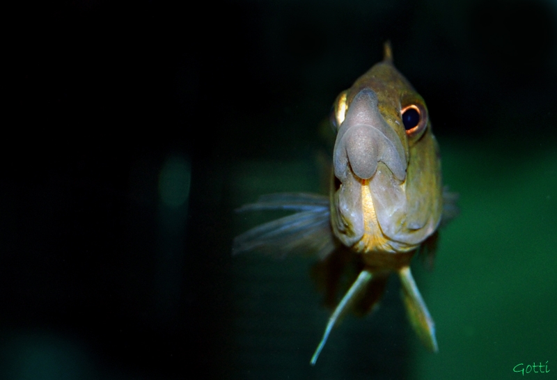 Abactochromis labrosus