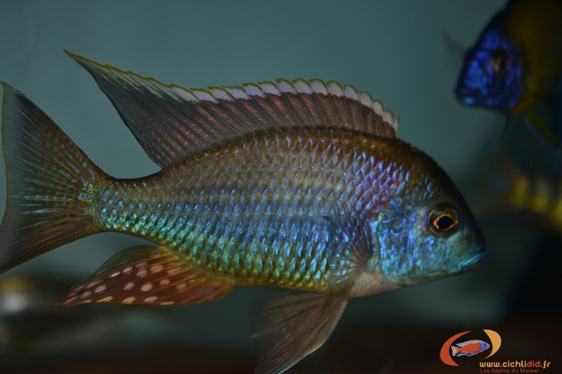 lethrinops sp. mbasi M6