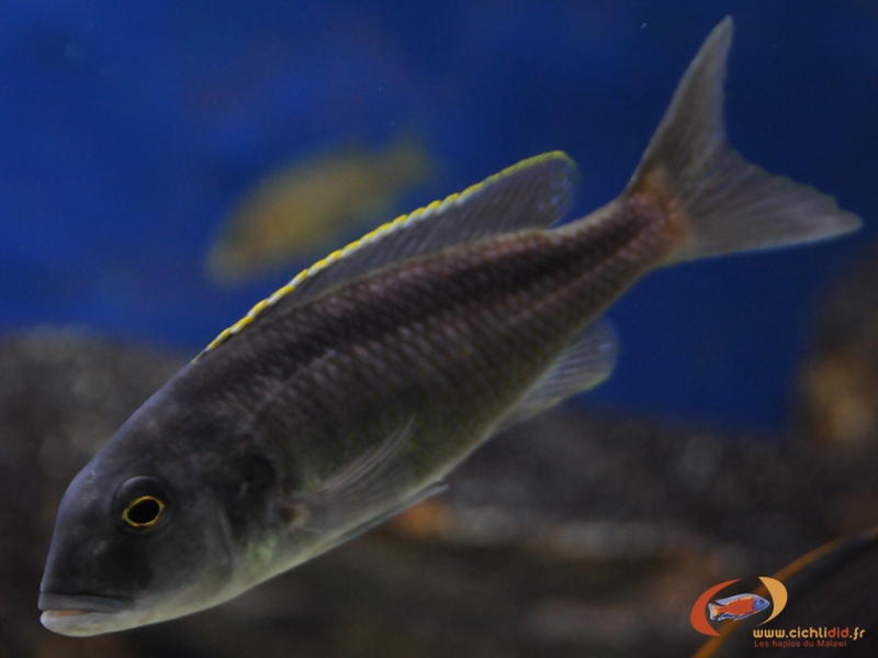 Buccochromis spectabilis (femelle)