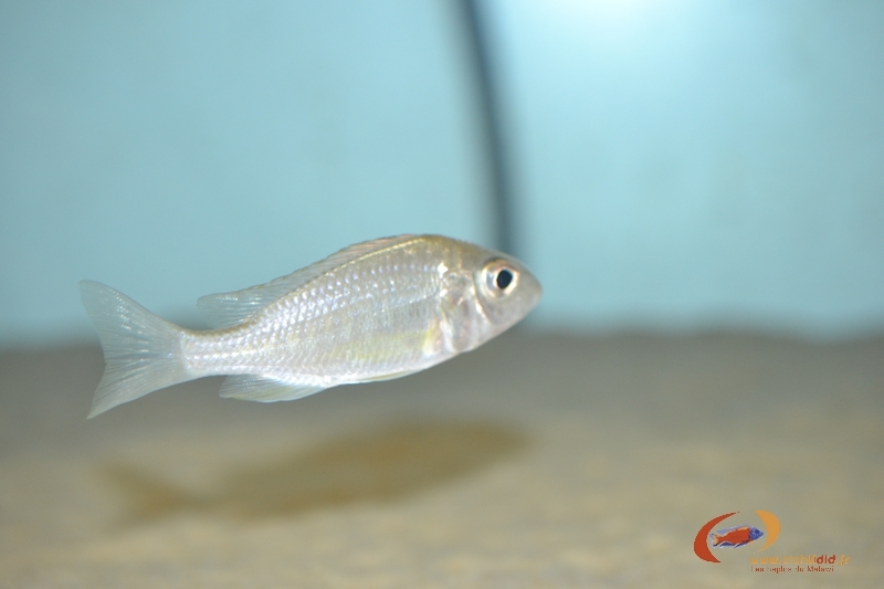 A. sp yellow collar chemwezi F