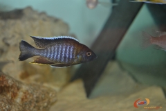 A. sp yellow collar chemwezi
