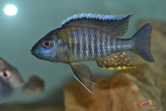 A. sp yellow collor chemwezi M