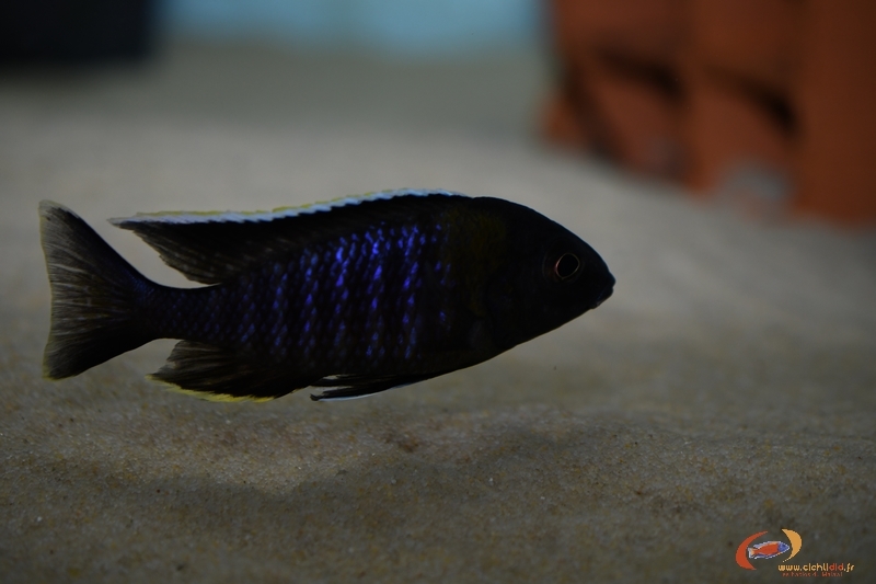 A. sp yellow collor chemwezi M1