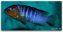 Maylandia flavifemina Chidunga Rocks (mâle)