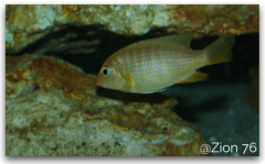 Maylandia flavifemina Chidunga Rocks (femelle)
