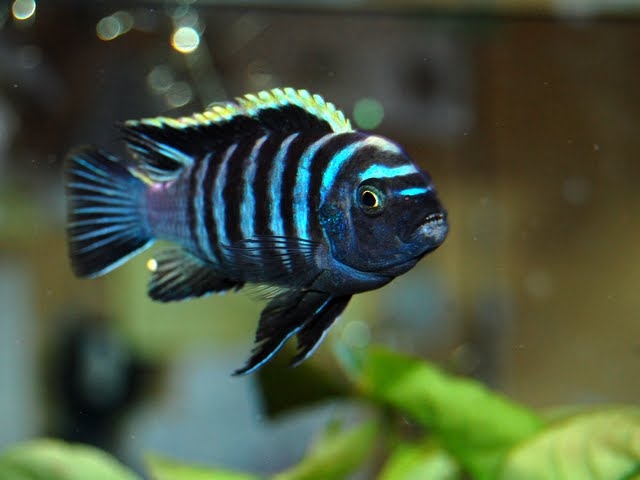 Cynotilapia zebroides Hai Reef (Mâle)