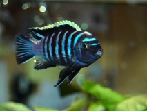 Cynotilapia zebroides Hai Reef (Mâle)