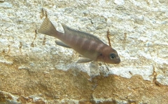 Maylandia usisyae (femelle)