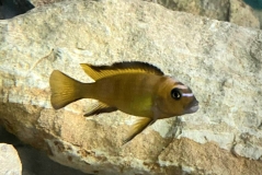 Maylandia usisyae (mâle)