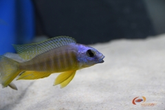 Placidochromis sp. 'electra blackfin' makonde (mâle)