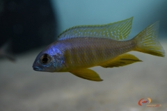 Placidochromis sp. 'electra' Makonde (mâle)