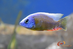 Protomelas sp. 'steveni taiwan' Taiwanee reef