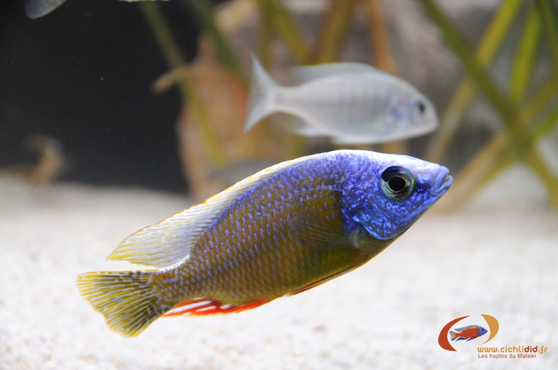 Protomelas sp. 'steveni taiwan' Taiwanee reef