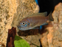 Cynotilapia zebroides Hai Reef (Femelle)