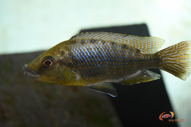 Protomelas sp. 'hertae' Chizumulu Island (jeune mâle)