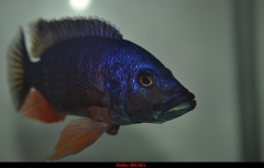 Stigmatochromis modestus
