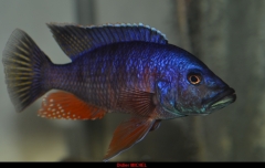 Stigmatochromis modestus